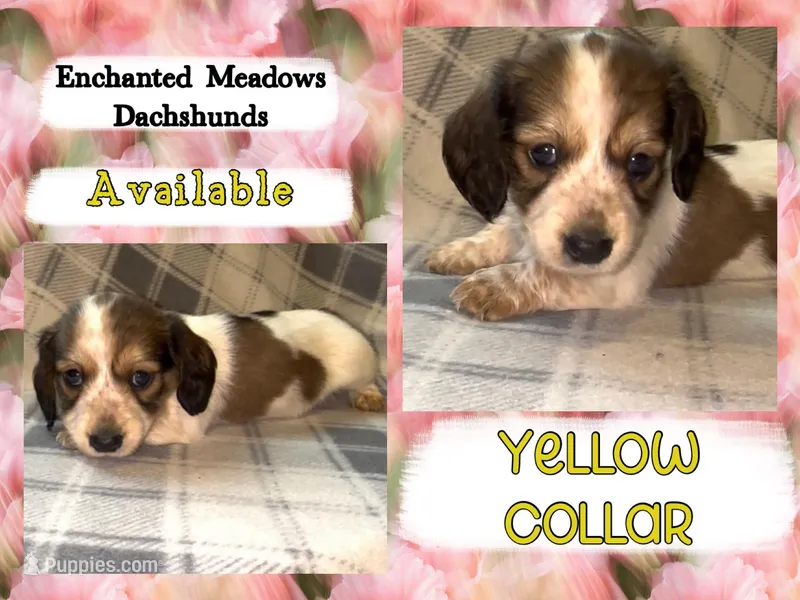 Yellow Collar Girl – Miniature Dachshund puppy for sale in Chaumont, NY