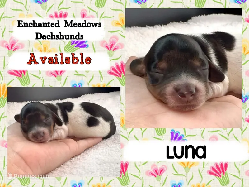 Luna – Miniature Dachshund puppy for sale in Chaumont, NY