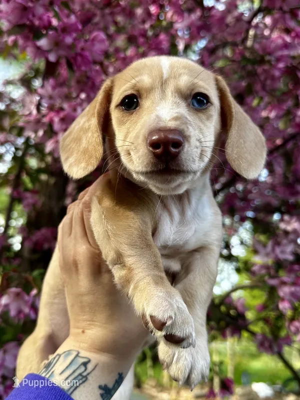 Blue Collar Boy – Miniature Dachshund puppy for sale in Chaumont, NY