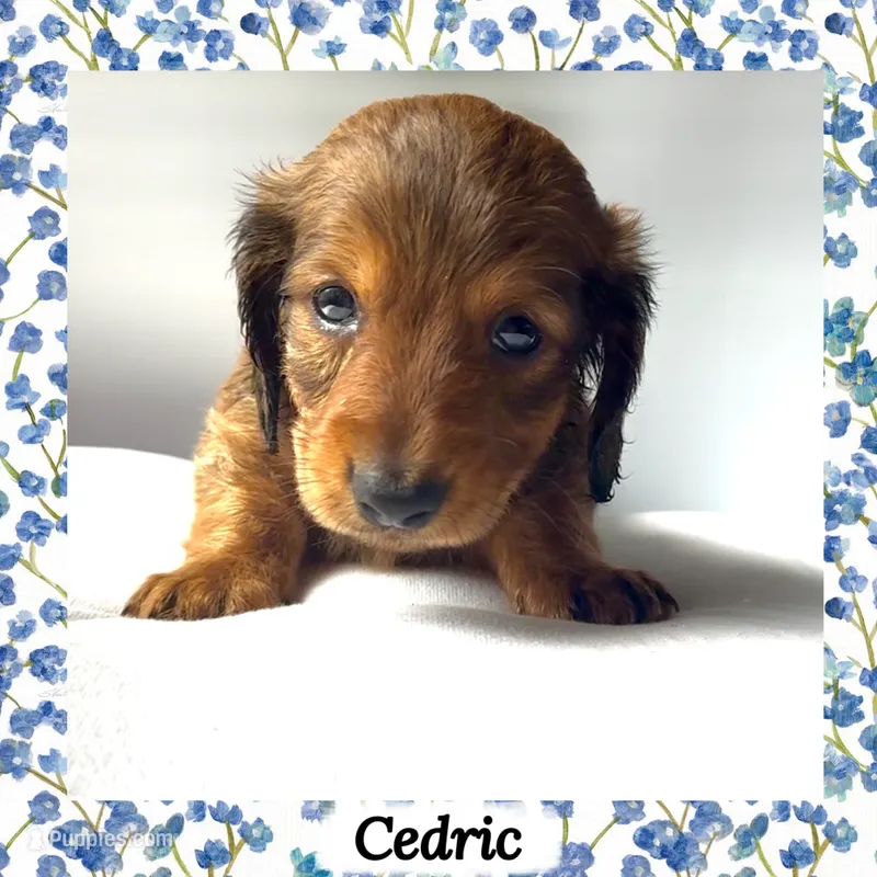 Cedric – Miniature Dachshund puppy for sale in Chaumont, NY