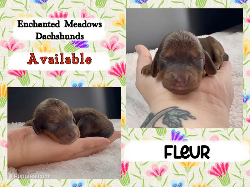 Fleur – Miniature Dachshund puppy for sale in Chaumont, NY