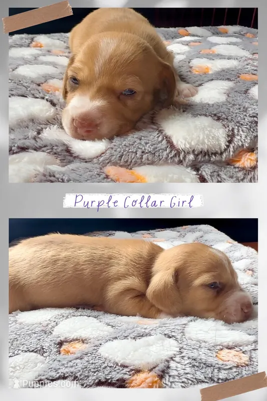 Purple Collar Girl – Miniature Dachshund puppy for sale in Chaumont, NY