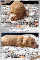 Purple Collar Girl, a female Miniature Dachshund for sale in Chaumont, NY – 3 of 5