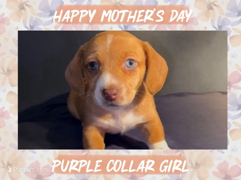 Purple Collar Girl – Miniature Dachshund puppy for sale in Chaumont, NY