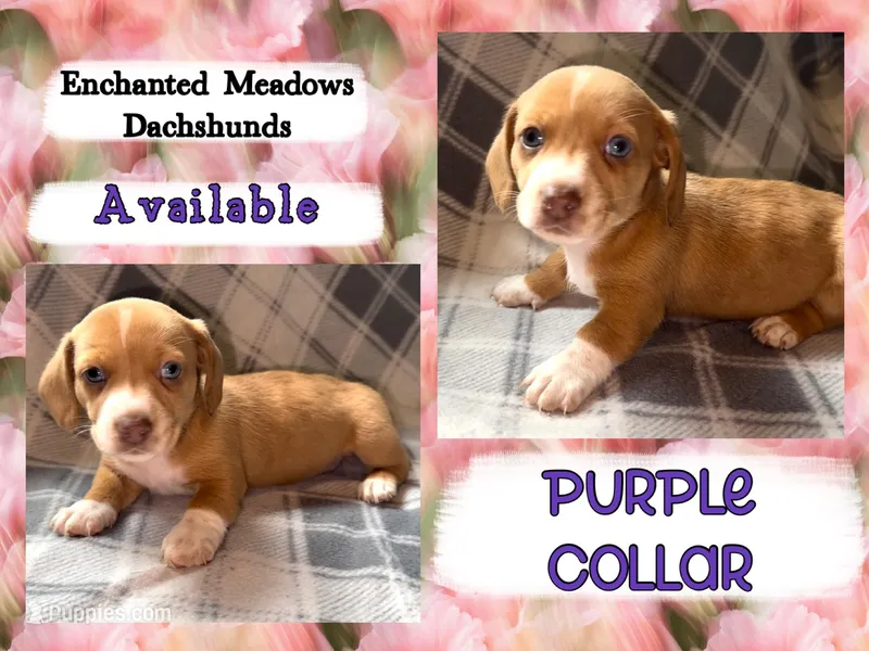 Purple Collar Girl – Miniature Dachshund puppy for sale in Chaumont, NY