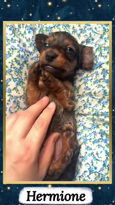 Hermione, a female Miniature Dachshund for sale in Chaumont, NY – 5 of 5