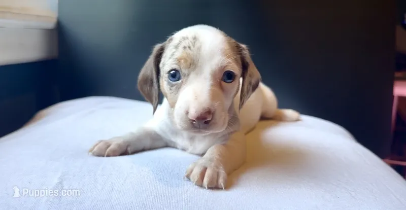 Cove – Miniature Dachshund puppy for sale in Chaumont, NY