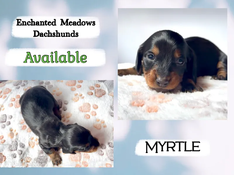 Myrtle – Miniature Dachshund puppy on hold in Chaumont, NY