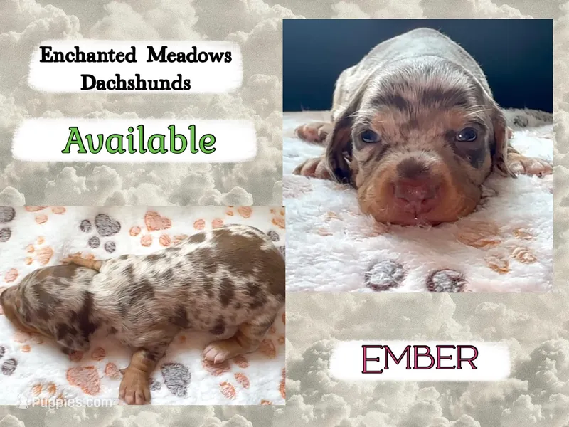 Ember – Miniature Dachshund puppy for sale in Chaumont, NY