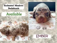 Ember, a female Miniature Dachshund for sale in Chaumont, NY – 1 of 1