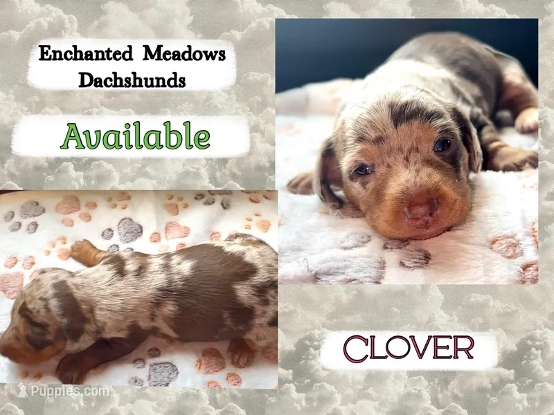 Clover – Miniature Dachshund puppy for sale in Chaumont, NY