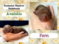 Fern, a female Miniature Dachshund for sale in Chaumont, NY – 2 of 2
