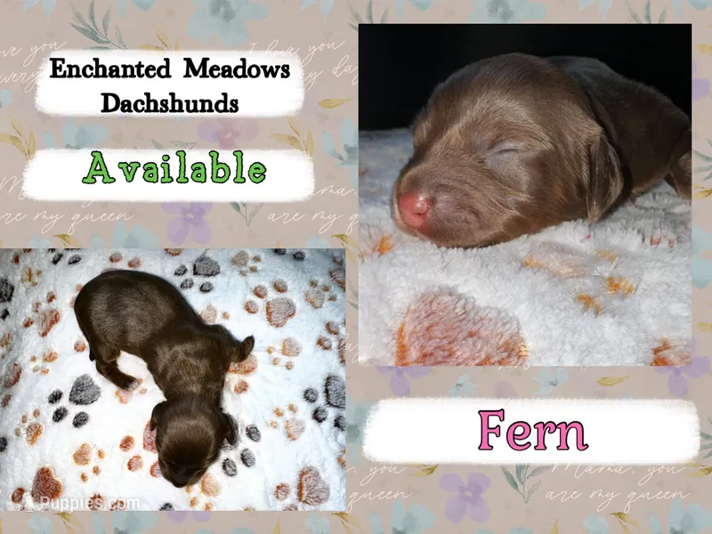 Fern – Miniature Dachshund puppy for sale in Chaumont, NY