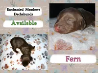 Fern, a female Miniature Dachshund for sale in Chaumont, NY – 1 of 2