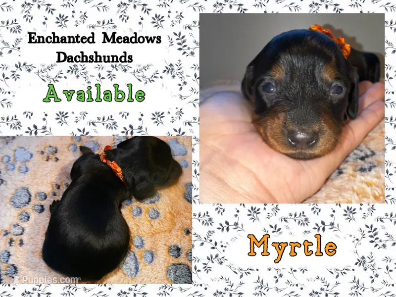 Myrtle – Miniature Dachshund puppy for sale in Chaumont, NY