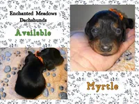 Myrtle, a female Miniature Dachshund for sale in Chaumont, NY – 2 of 3