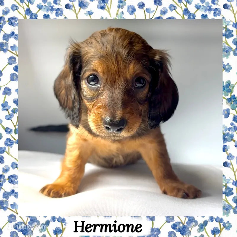 Hermione – Miniature Dachshund puppy for sale in Chaumont, NY