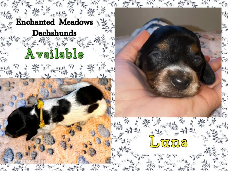 Luna – Miniature Dachshund puppy for sale in Chaumont, NY