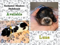 Luna, a female Miniature Dachshund for sale in Chaumont, NY – 3 of 5