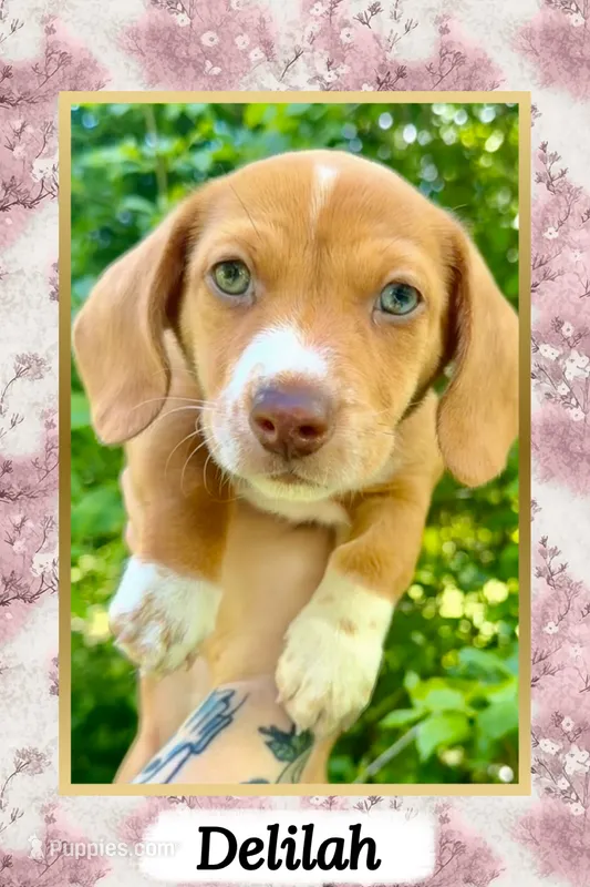 Purple Collar Girl – Miniature Dachshund puppy for sale in Chaumont, NY