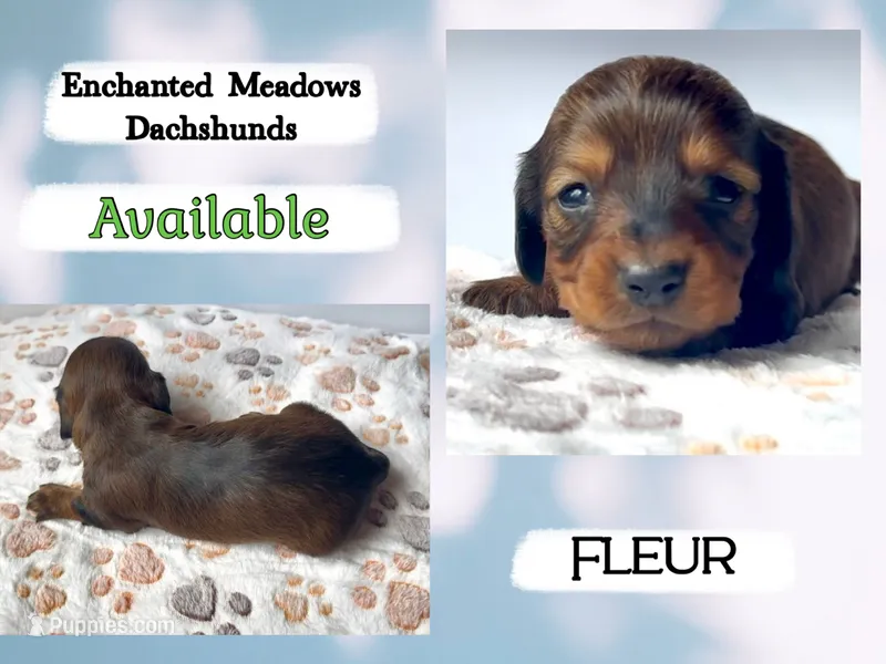 Fleur – Miniature Dachshund puppy for sale in Chaumont, NY