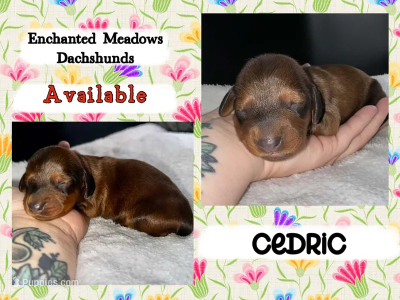 Cedric – Miniature Dachshund puppy for sale in Chaumont, NY