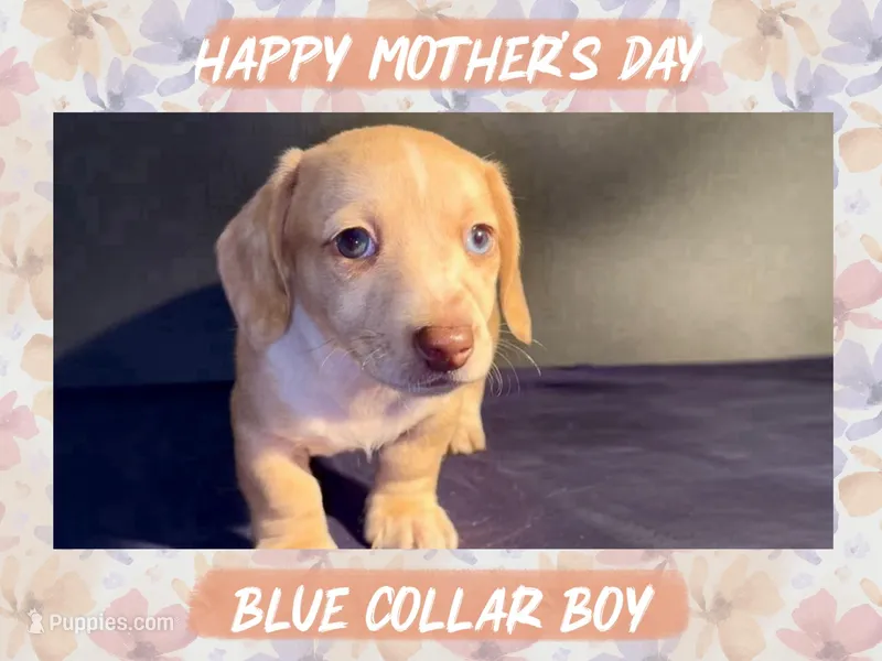 Blue Collar Boy – Miniature Dachshund puppy for sale in Chaumont, NY