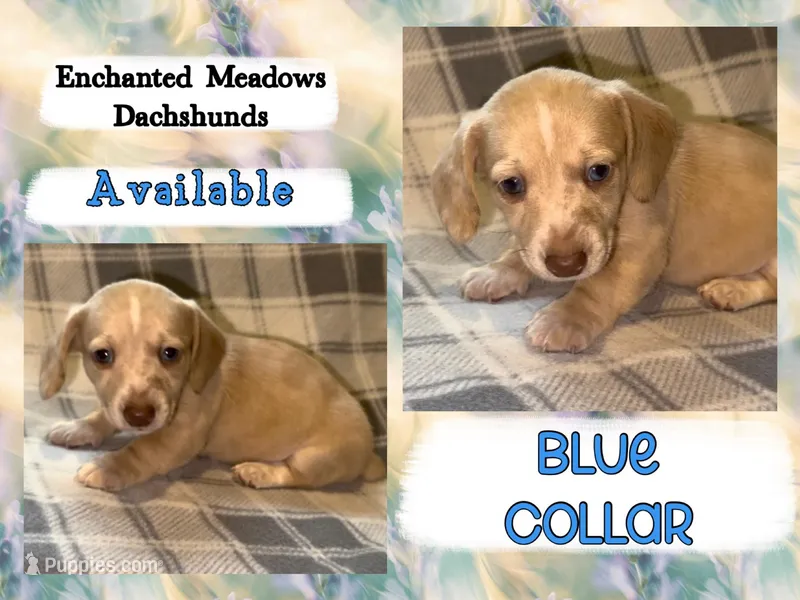 Blue Collar Boy – Miniature Dachshund puppy for sale in Chaumont, NY