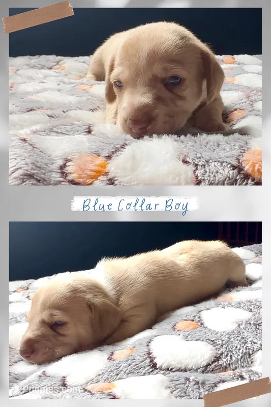 Blue Collar Boy – Miniature Dachshund puppy for sale in Chaumont, NY