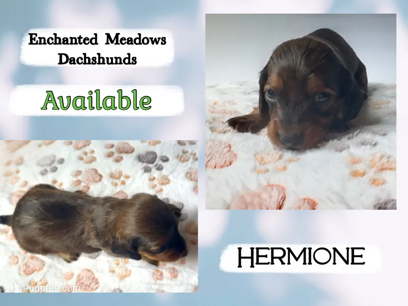 Hermione – Miniature Dachshund puppy for sale in Chaumont, NY
