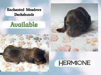 Hermione, a female Miniature Dachshund for sale in Chaumont, NY – 2 of 5