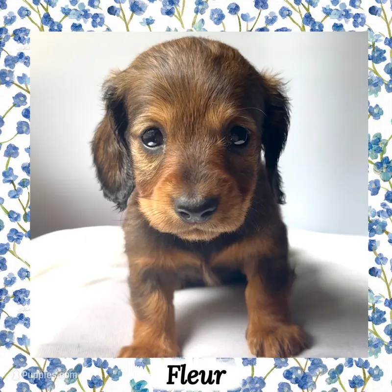 Fleur – Miniature Dachshund puppy for sale in Chaumont, NY