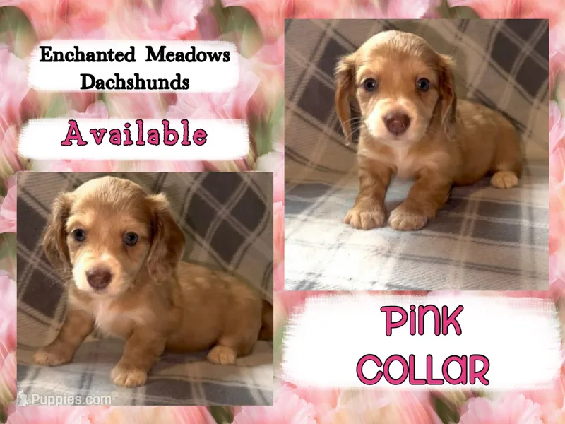 Pink Collar Female  – Miniature Dachshund puppy for sale in Chaumont, NY