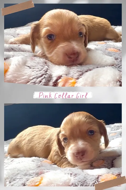Pink Collar Female  – Miniature Dachshund puppy for sale in Chaumont, NY