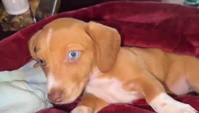 Purple Collar Girl, a female Miniature Dachshund for sale in Chaumont, NY – 5 of 5
