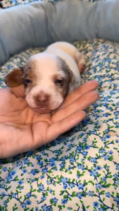 Ash, a male Miniature Dachshund for sale in Chaumont, NY – 3 of 5