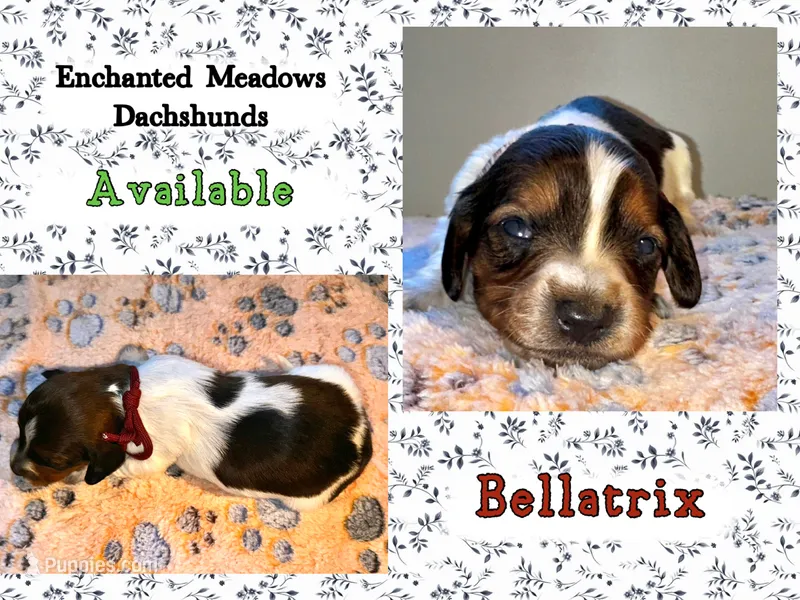 Bellatrix – Miniature Dachshund puppy for sale in Chaumont, NY