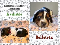 Bellatrix, a female Miniature Dachshund for sale in Chaumont, NY – 2 of 3