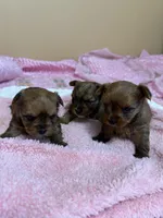 Layla, a male Yorkshire Terrier for sale in Sacramento, CA – Photo 3 of 3