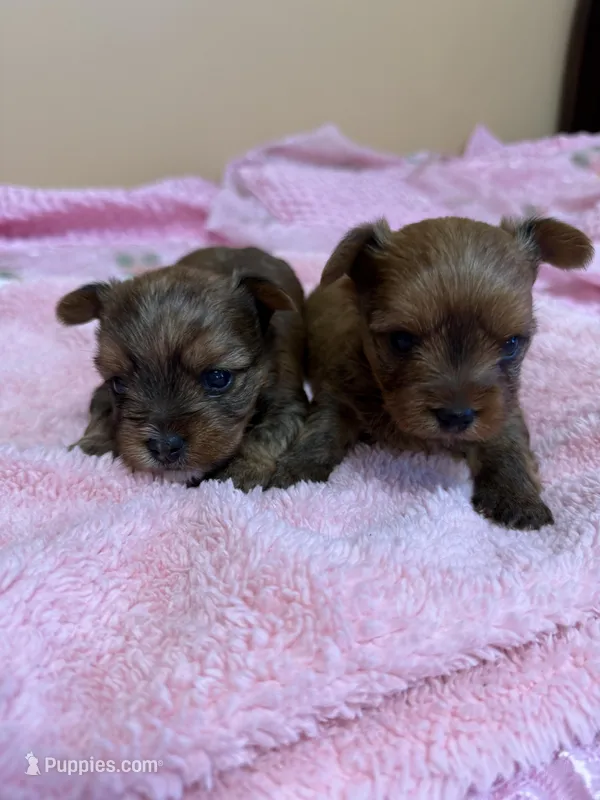 Layla, a male Yorkshire Terrier for sale in Sacramento, CA – Photo 1 of 3