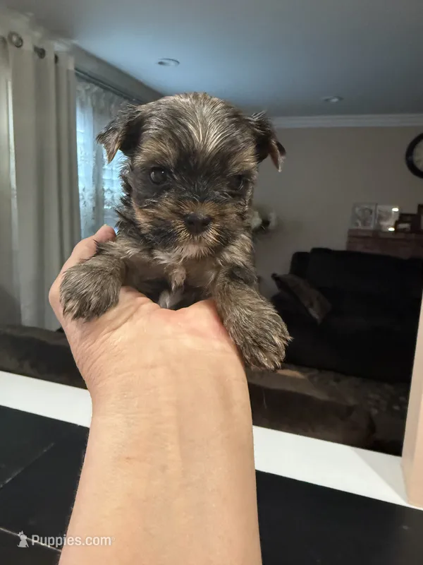 Baron – Yorkshire Terrier puppy for sale in Sacramento, CA