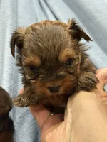 Charley, a male Yorkshire Terrier for sale in Sacramento, CA – Photo 2 of 3