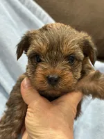 Charley, a male Yorkshire Terrier for sale in Sacramento, CA – Photo 3 of 3