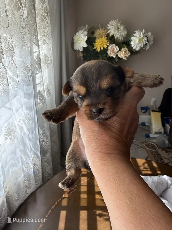 Charley – Yorkshire Terrier puppy for sale in Sacramento, CA