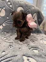 Female, a male Yorkshire Terrier for sale in Sacramento, CA – 2 of 2