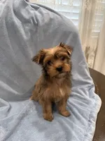 Male, a male Yorkshire Terrier for sale in Sacramento, CA – 1 of 2