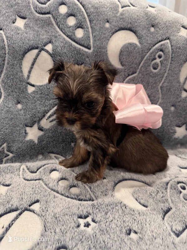 Female – Yorkshire Terrier puppy for sale in Sacramento, CA