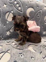Female, a male Yorkshire Terrier for sale in Sacramento, CA – 1 of 2
