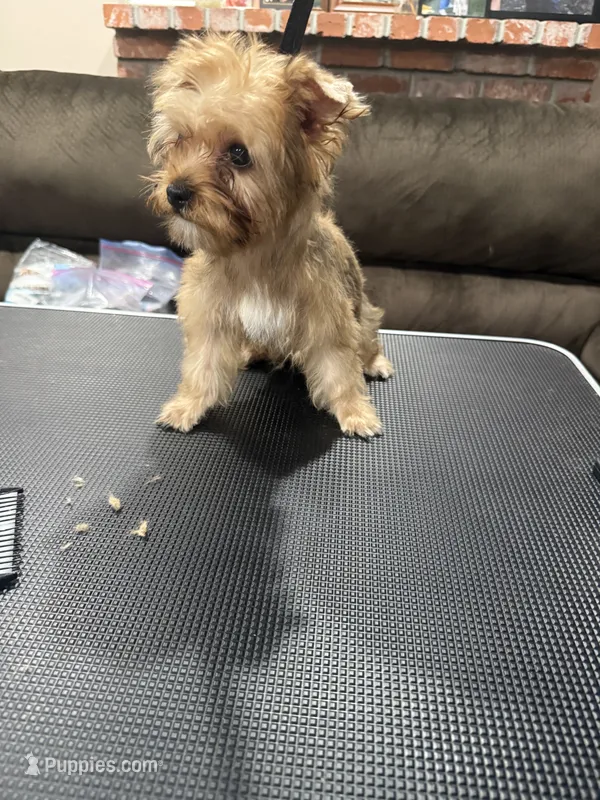 Charley – Yorkshire Terrier puppy for sale in Sacramento, CA