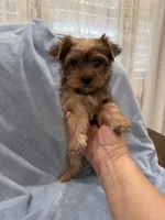 Male, a male Yorkshire Terrier for sale in Sacramento, CA – 2 of 2